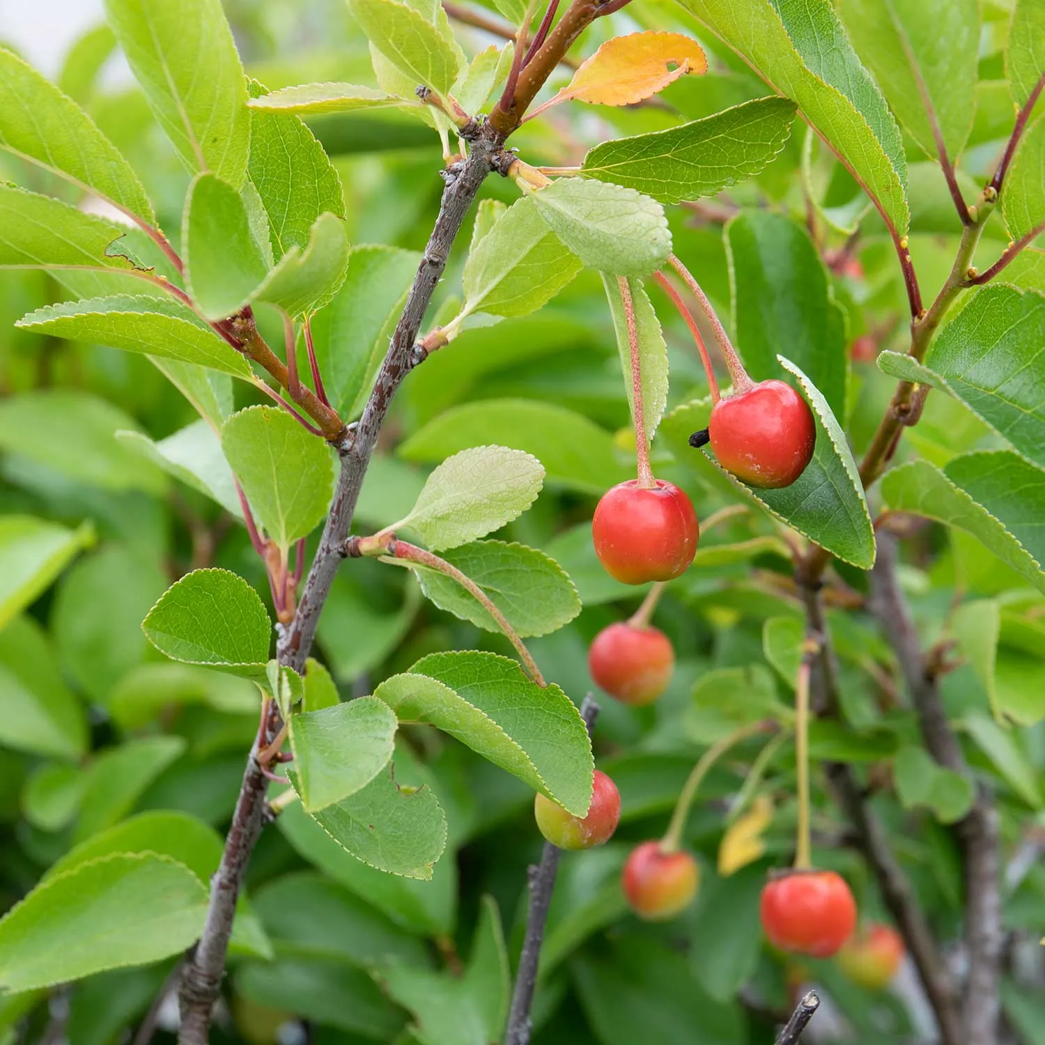 Cherry Bush 'Athos'