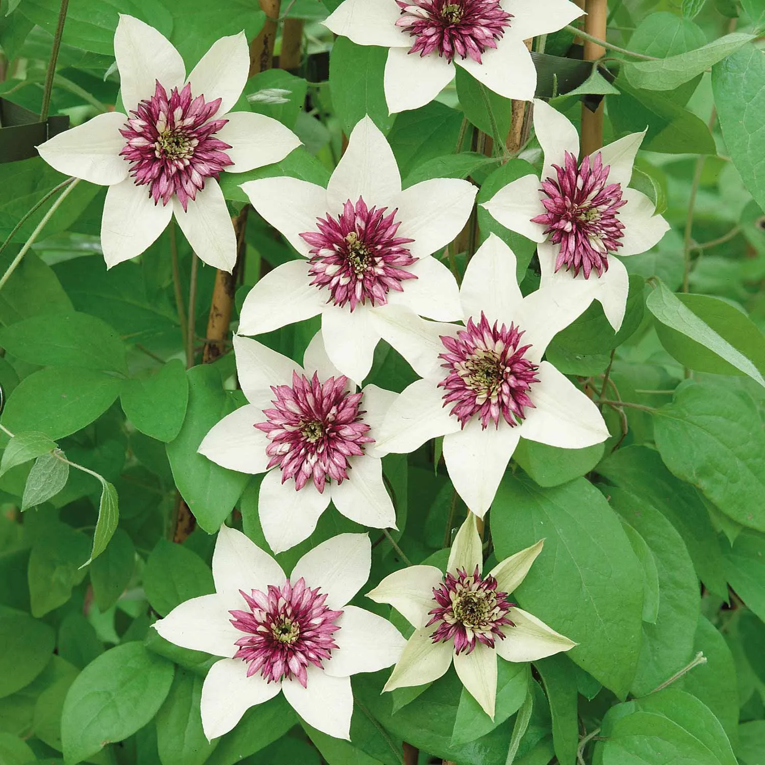 Clematis Plant 'Florida Sieboldii'