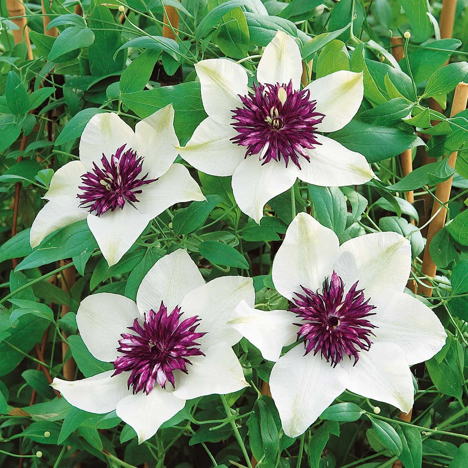 Clematis Plant 'Florida Sieboldii'