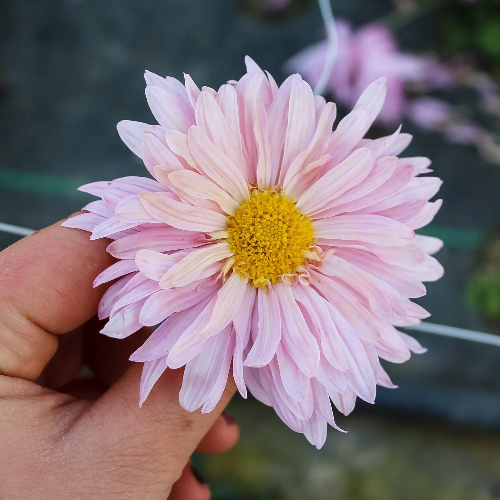 Prom Queen Chrysanthemum (4 pk)